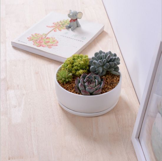 Runder Boden mit großem weißen Keramikblumentopf